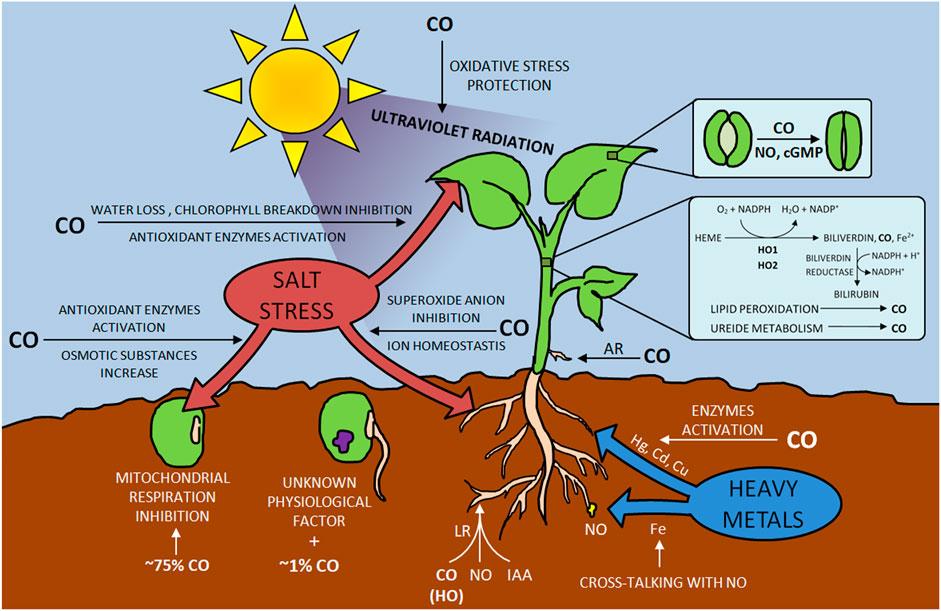 Carbon Monoxide Fact: Effects on Environment