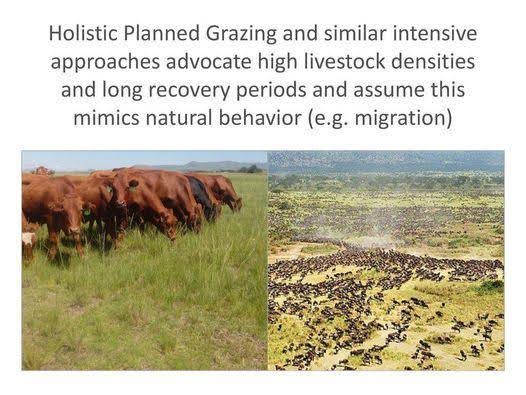 Holistic Grazing